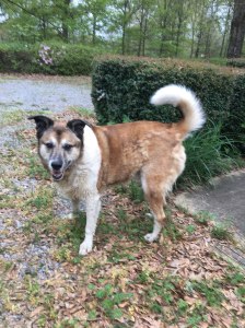 I am helping to write Lady's story.